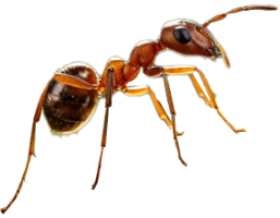 Ant